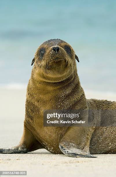 galapagos sea lion pup (zalophus wollebaeki) on beach - zalophus californianus imagens e fotografias de stock