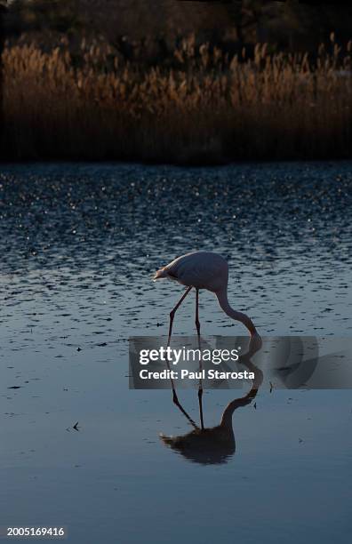 phoenicopterus roseus (greater flamingo, flamingo) - flamant rose stock pictures, royalty-free photos & images