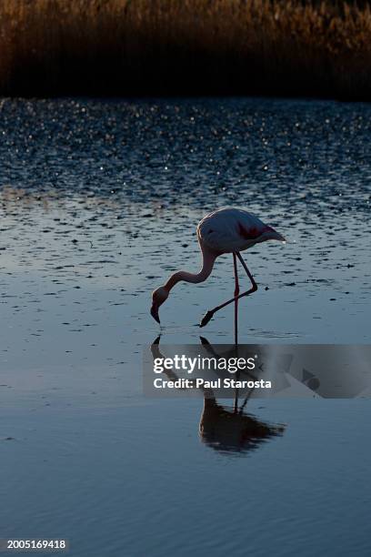 phoenicopterus roseus (greater flamingo, flamingo) - flamant rose stock pictures, royalty-free photos & images