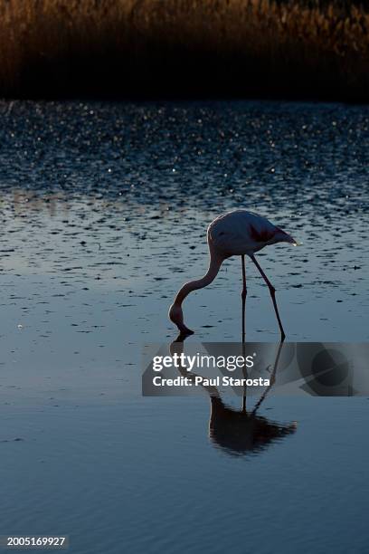 phoenicopterus roseus (greater flamingo, flamingo) - flamant rose stock pictures, royalty-free photos & images