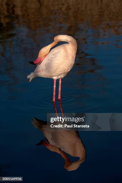 phoenicopterus roseus (greater flamingo, flamingo) - flamant rose stock pictures, royalty-free photos & images