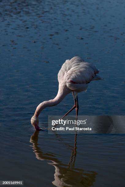 phoenicopterus roseus (greater flamingo, flamingo) - flamant rose stock pictures, royalty-free photos & images