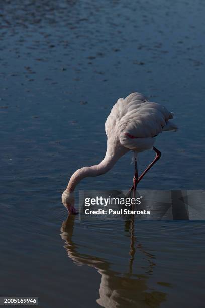 phoenicopterus roseus (greater flamingo, flamingo) - flamant rose stock pictures, royalty-free photos & images