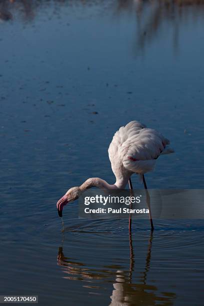 phoenicopterus roseus (greater flamingo, flamingo) - flamant rose 個照片及圖片檔