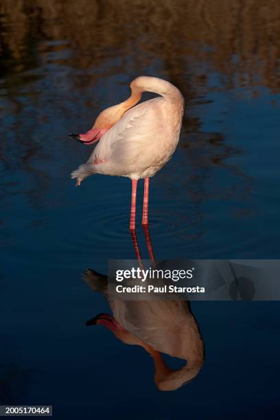 phoenicopterus roseus (greater flamingo, flamingo) - flamant rose stock pictures, royalty-free photos & images