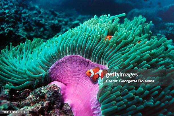 false clown anemonefish (amphiprion ocellaris) sheltering in anemone - anemonefish stockfoto's en -beelden