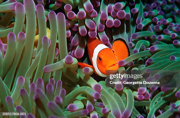 false clown anemonefish (amphiprion ocellaris) sheltering in anemone - anemonefish ストックフォトと画像