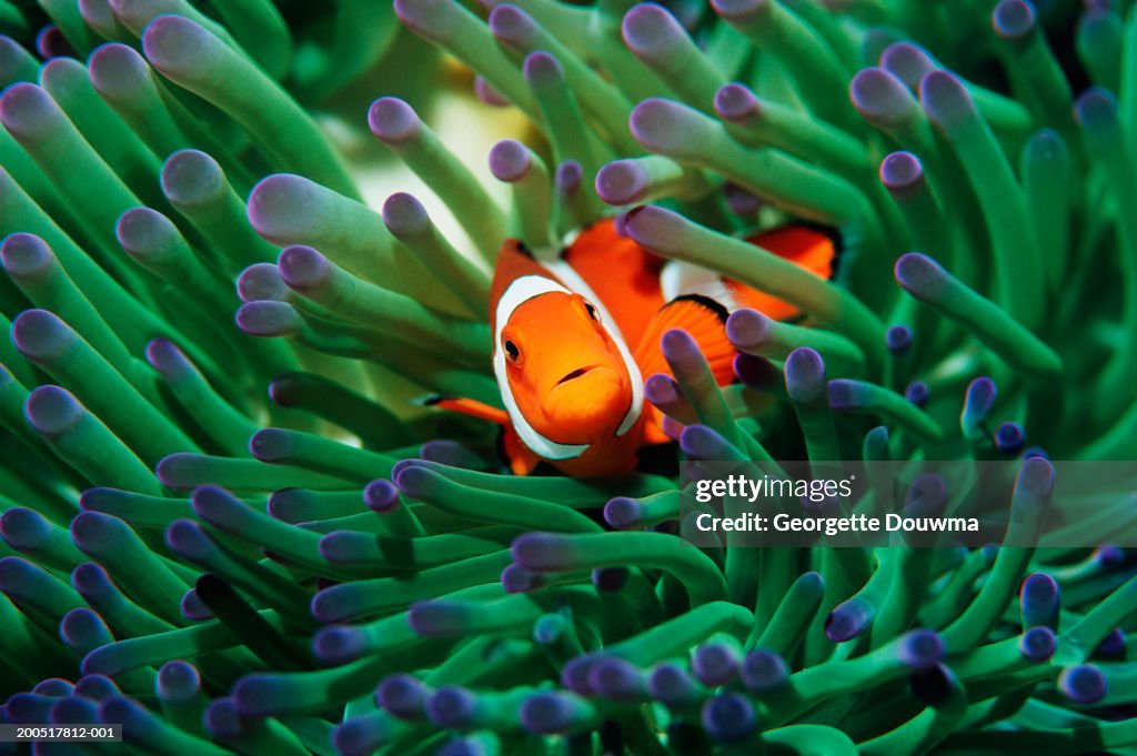 False clown anemonefish (Amphiprion ocellaris) sheltering in anemone