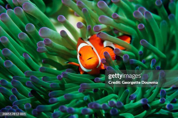 false clown anemonefish (amphiprion ocellaris) sheltering in anemone - abrigar se imagens e fotografias de stock