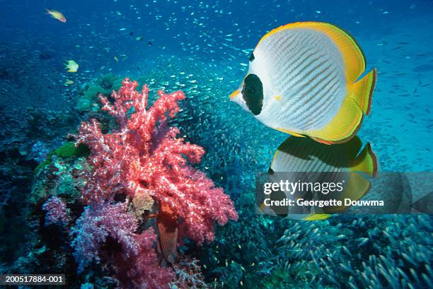 panda butterflyfish (chaetodon semilarvatus)  by soft coral - chaetodon semilarvatus imagens e fotografias de stock