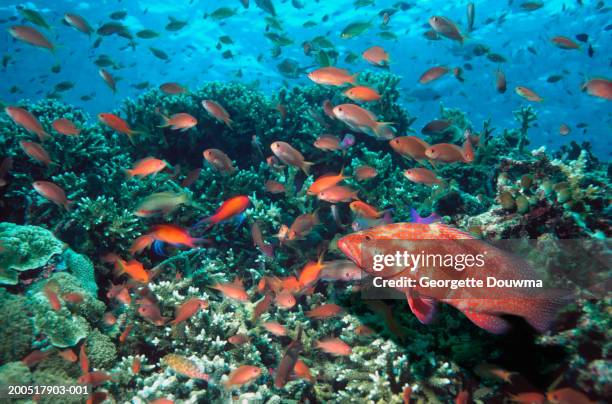 Miniata Cod 258 Coral Cod Stock Photos, High-Res Pictures, and Images - Getty Images