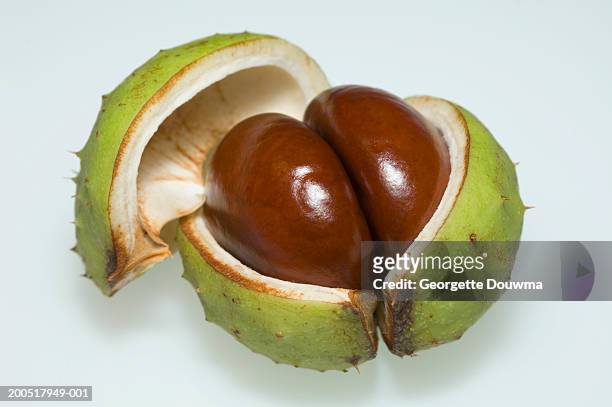 horse chestnut in capsule, close-up - picture of a buckeye tree stock pictures, royalty-free photos & images