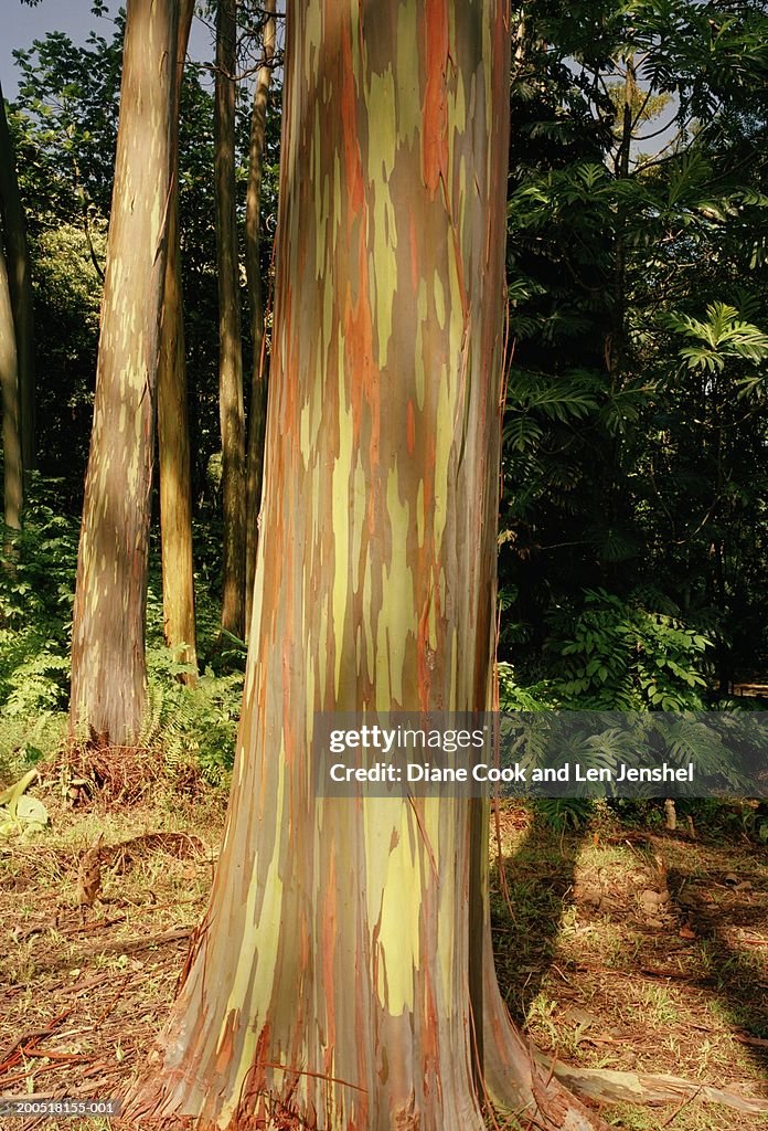 Rainbow Eucalyptus Trees, Keanae Arboretum, Keanae, Maui, Hawaii