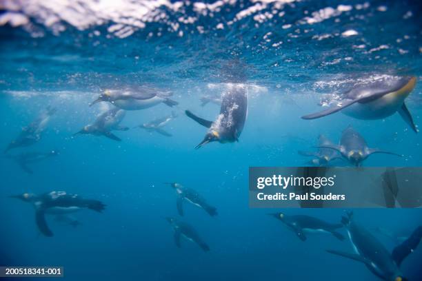 king penguins (aptenodytes patagonicus) swimming, underwater view - royal penguin stock pictures, royalty-free photos & images