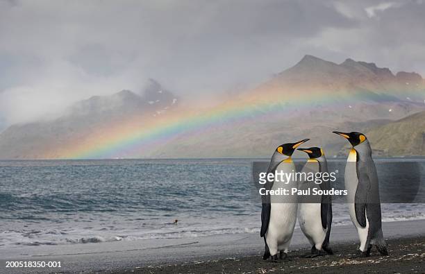 three king penguins (aptenodytes patagonicus) on shoreline - king penguin stockfoto's en -beelden