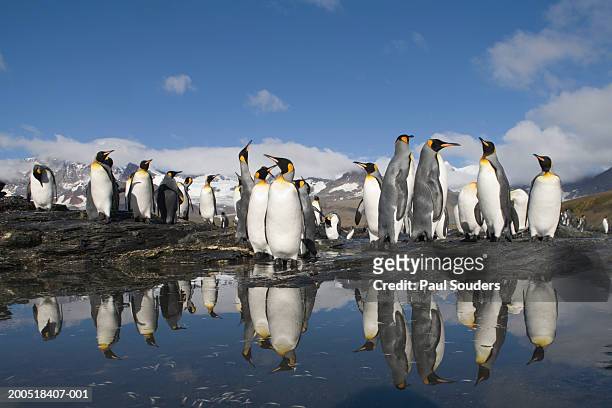 king penguins (aptenodytes patagonicus) beside shallow pool in rookery - baie de saint andrew photos et images de collection
