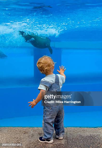 male toddler (18-24 months) watching sea lion in aquarium, rear view - baby seal bildbanksfoton och bilder
