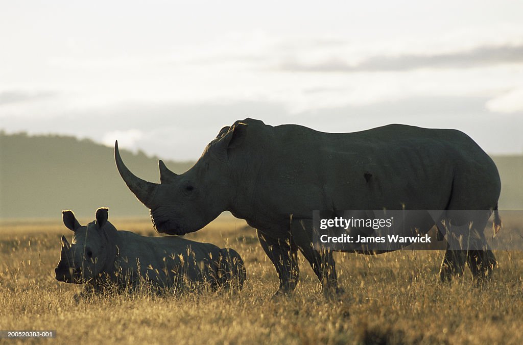 White rhinoceros (Ceratotherium simum) mother and calf at dawn