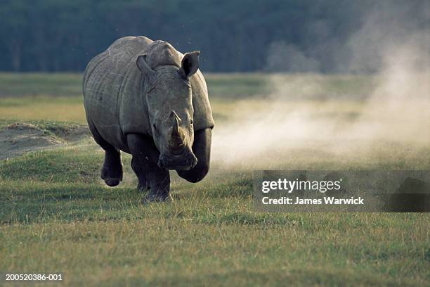 white rhinoceros (ceratotherium simum) charging - rhinoceros imagens e fotografias de stock