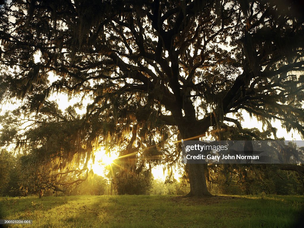 Oak tree (Quercus sp.) in morning mist, sunrise