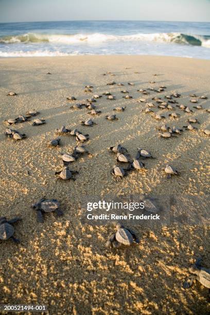 "mexico, baja, olive ridley turtle hatchlings on beach" - turtle stock pictures, royalty-free photos & images