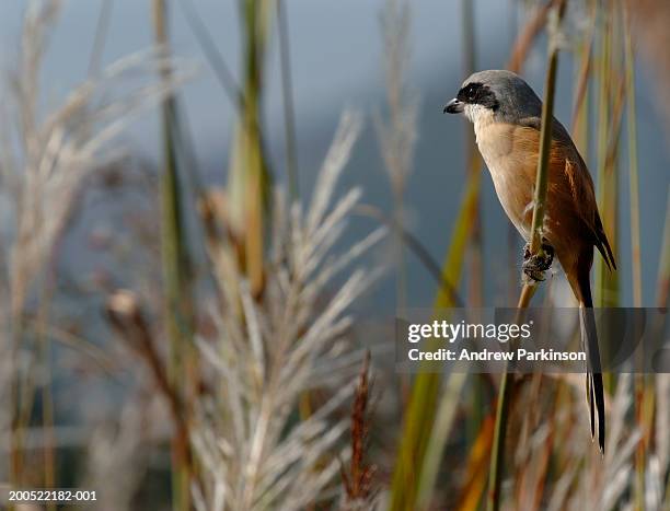 long tailed shrike (lanius schach erythronotus) perched on branch - lanius schach stock pictures, royalty-free photos & images