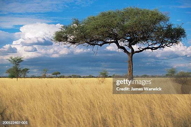 kenya, meru np, desert date tree (balanites aegyptiaca) in savannah - savana foto e immagini stock