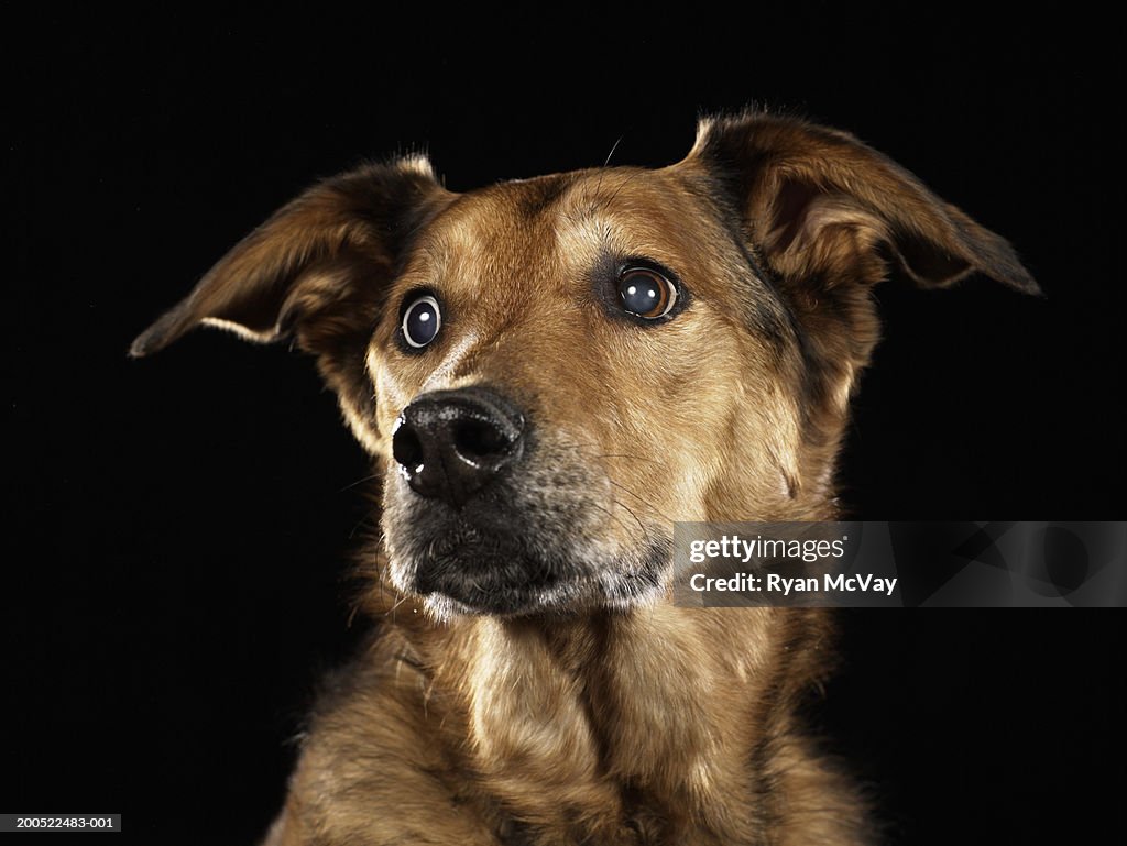 German shepherd and Rhodesian ridgeback mixed breed dog looking away