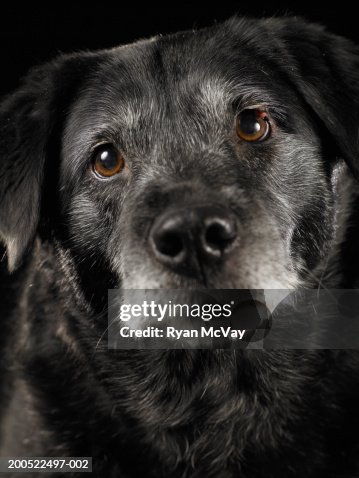Africanis Lab Mix Black Labrador Retriever Mix