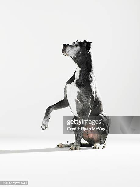 great dane raising paw, looking up - alano tedesco foto e immagini stock