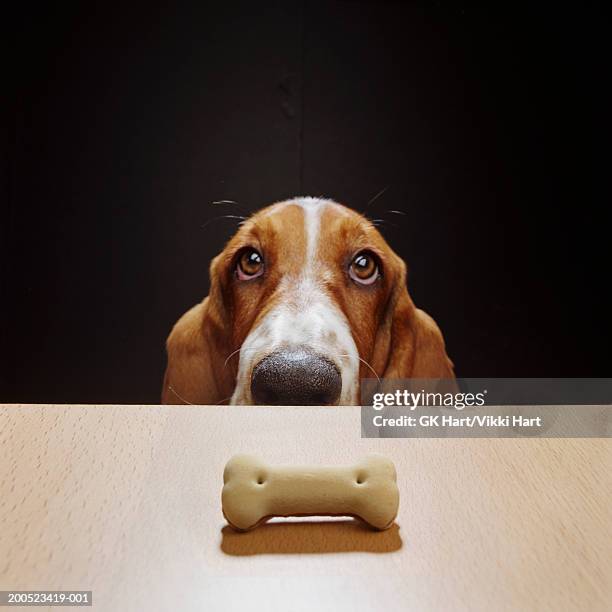 basset hound looking at treat bone on wood table, high section - basset stock-fotos und bilder