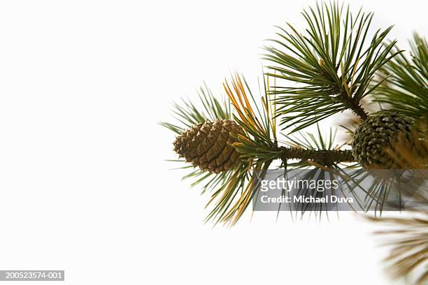 pine cone on branch in studio - pine cone stock-fotos und bilder