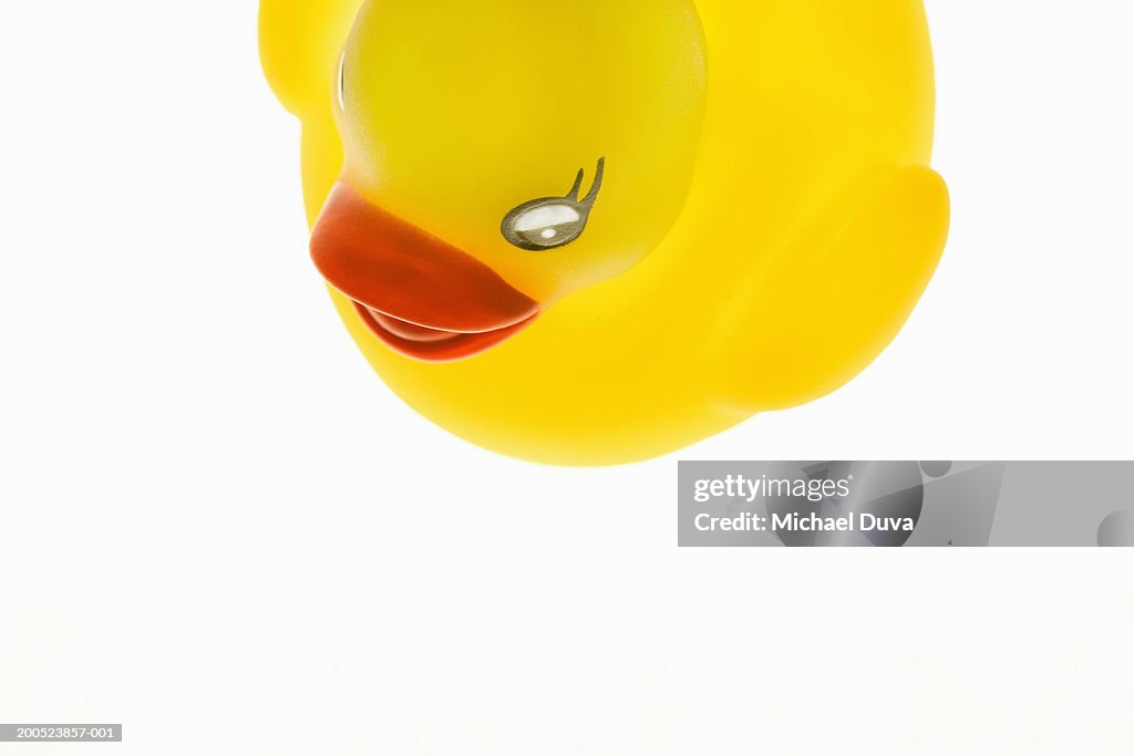 Rubber duck, overhead view