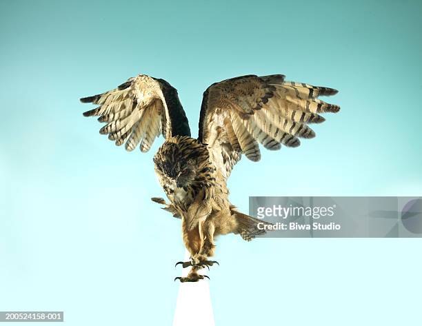 owl landing, studio shot - ave de rapiña fotografías e imágenes de stock