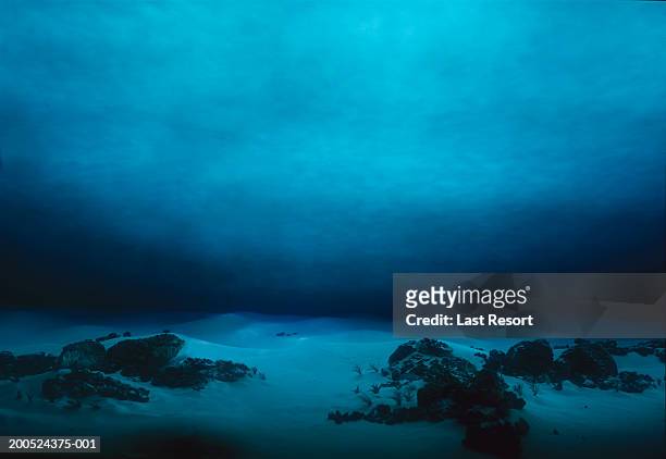 underwater terrain - oceaanbodem stockfoto's en -beelden