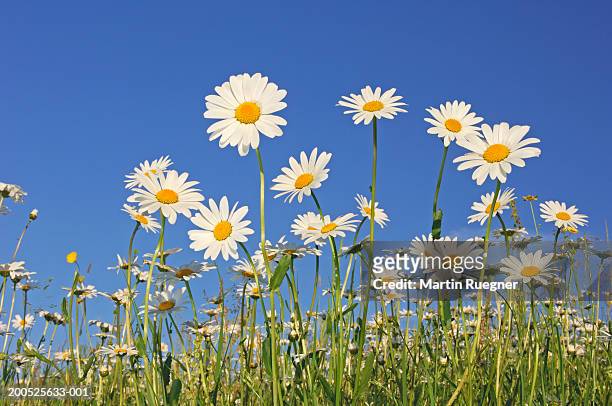 field of ox-eye daisies (leucanthemum vulgare), low angle view, spring - daisy stock pictures, royalty-free photos & images