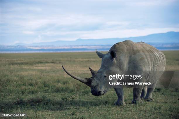 White Rho White Rhinoceros Photos and Premium High Res Pictures - Getty Images