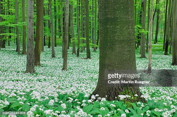 ramsons (allium ursinum) in bloom in deciduous forest, spring - beach tree stock-fotos und bilder
