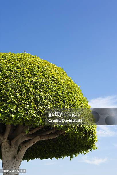 topiary tree, low angle view - topiary stock pictures, royalty-free photos & images