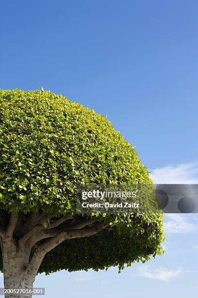 topiary  tree, low angle view - topiary - fotografias e filmes do acervo