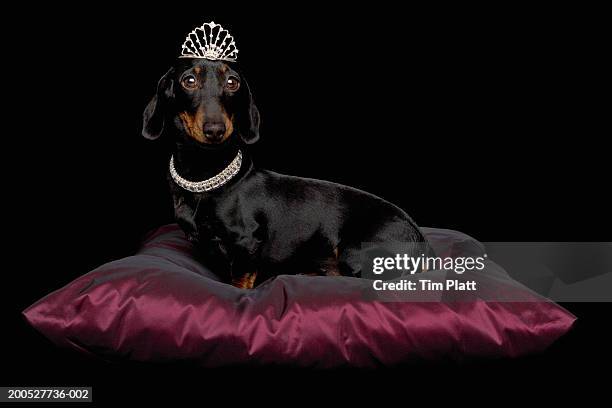 miniature dachshund wearing diamante collar and tiara on silk cushion in studio - diamante ストックフォトと画像