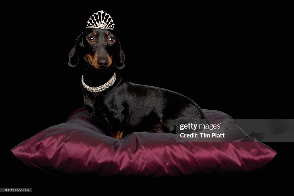 Miniature Dachshund wearing diamante collar and tiara on silk cushion in studio