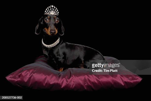 miniature dachshund wearing diamante collar and tiara on silk cushion in studio - dog tiara stock pictures, royalty-free photos & images