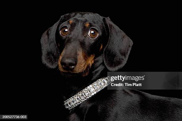 miniature dachshund wearing diamante collar in studio, close-up - bling bling imagens e fotografias de stock
