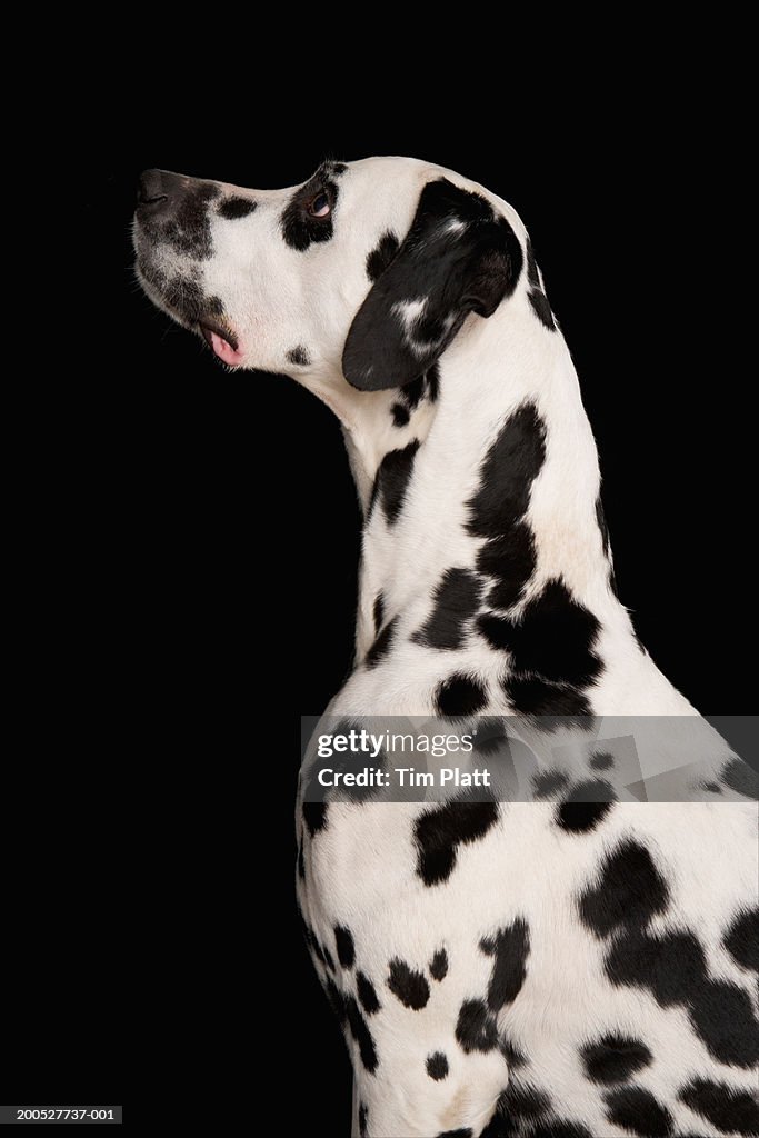 Black and white Dalmatian sitting in studio