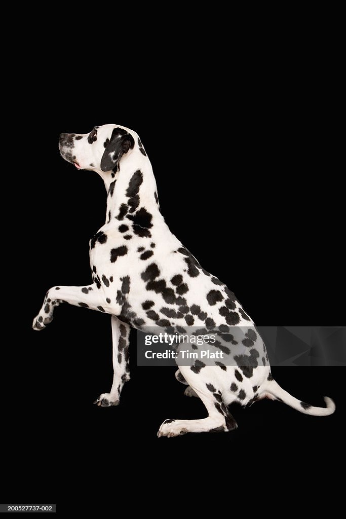 Black and white Dalmatian sitting in begging pose in studio