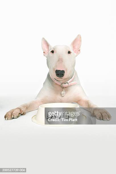 english bull terrier lying in front of dog bowl in studio - hondenbak stockfoto's en -beelden