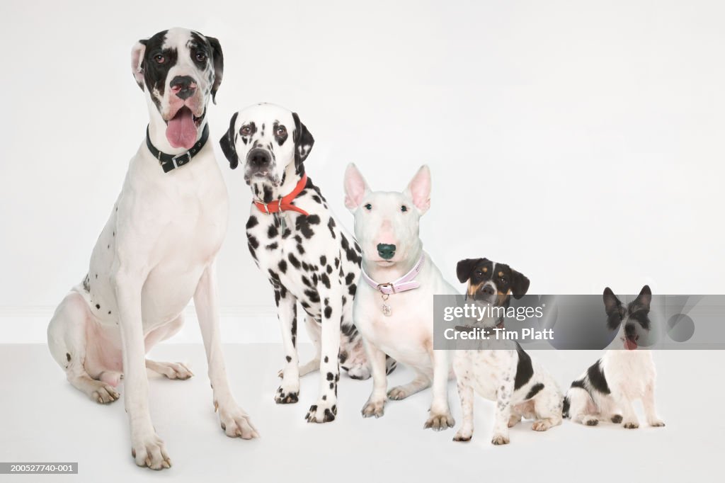 Five black and white dogs sitting side by side in studio