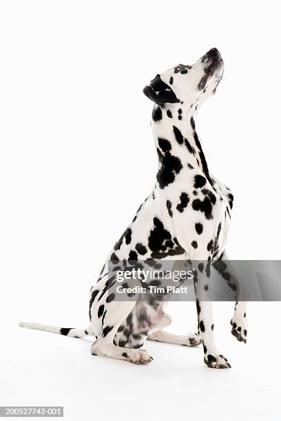 black and white dalmatian sitting in begging pose in studio - dalmatian dog stock pictures, royalty-free photos & images