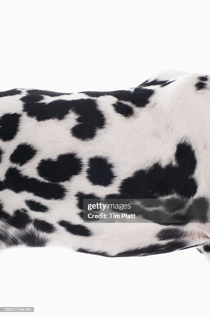 Black and white Dalmatian in studio, close-up, mid section